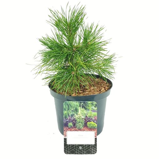 Pinus sylvestris 'Moseri'