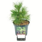 Pinus sylvestris 'Moseri'