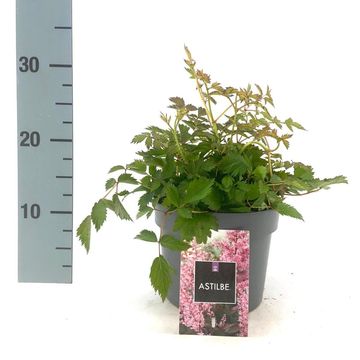 Astilbe 'Hennie Graafland'