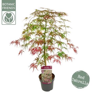 Acer palmatum CASCADE CRIMSON