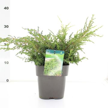 Juniperus communis 'Repanda'