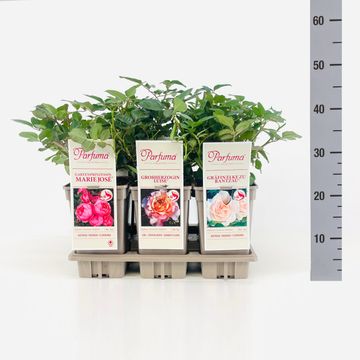 Rosa FRAGRANT ROSES MIX