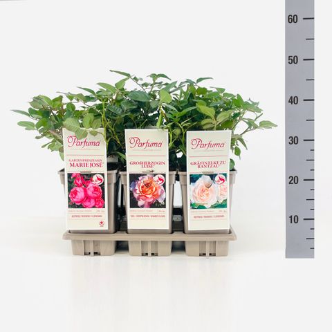 Rosa FRAGRANT ROSES MIX