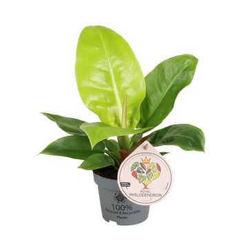 Philodendron 'Moonlight'