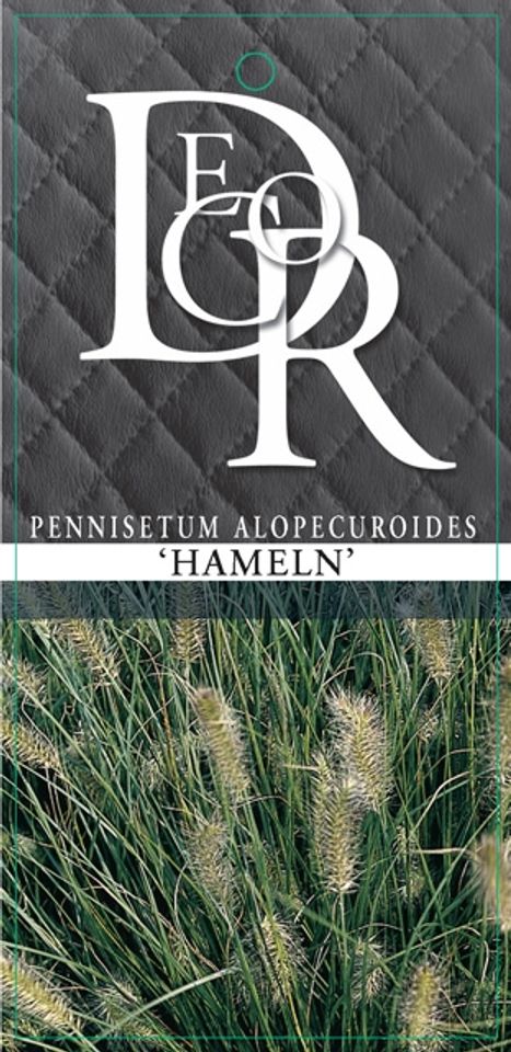 Pennisetum alopecuroides 'Хамельн'