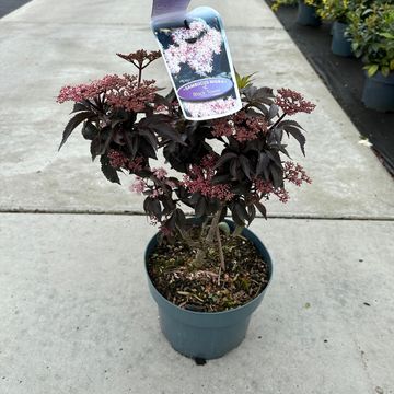 Sambucus nigra BLACK TOWER
