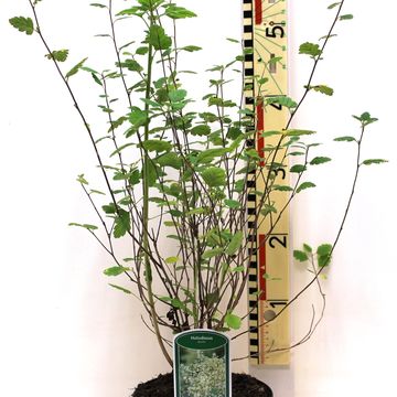 Holodiscus discolor