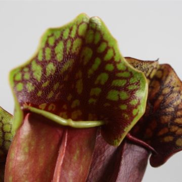 Sarracenia purpurea