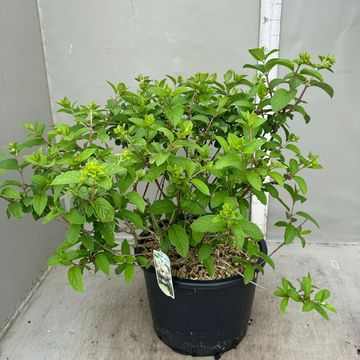 Hydrangea paniculata BOBO