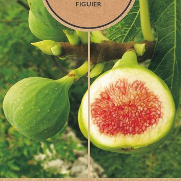 Ficus carica 'Brown Turkey'