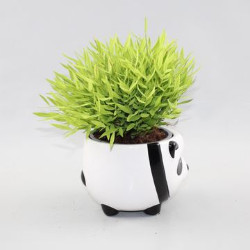 Pogonatherum 'Monica'