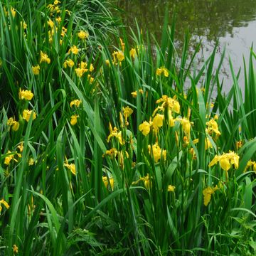 Iris pseudacorus
