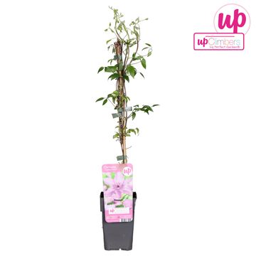 Clematis 'Hagley Hybrid' (LL)