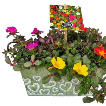 Portulaca MIX IN POT