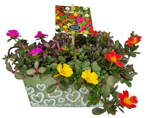 Portulaca MIX IN POT