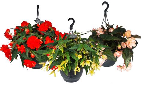 Begonia MIX