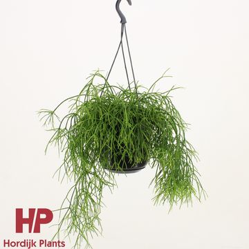 Rhipsalis baccifera