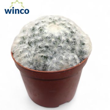 Mammillaria plumosa