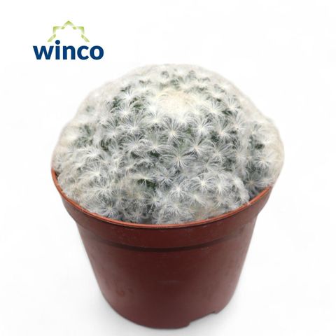 Mammillaria plumosa