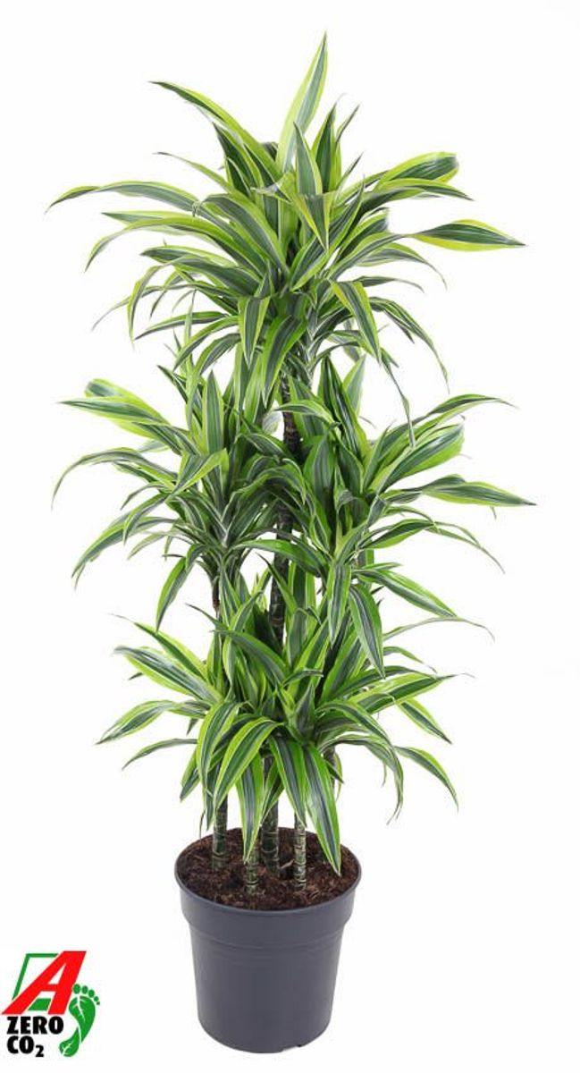 Dracaena fragrans Lemon Lime - Striped Dracaena [4]