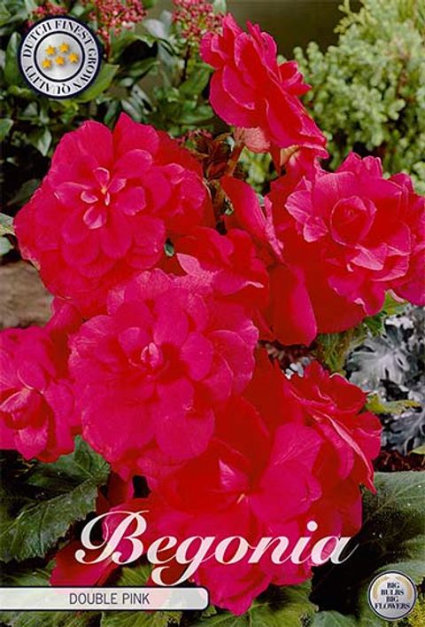 Begonia DOUBLE PINK