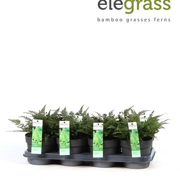 Polystichum tsus-simense