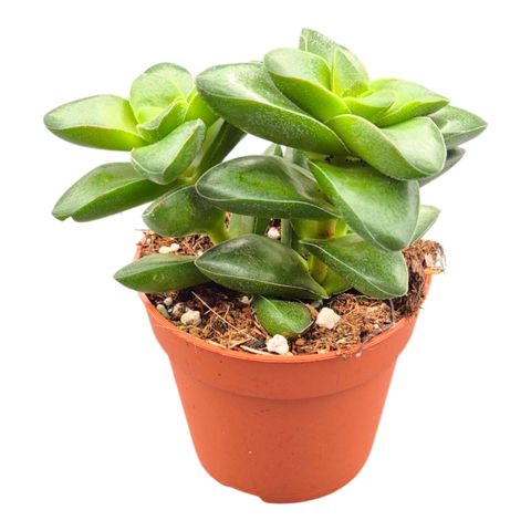 Crassula 'Springtime'