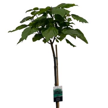 Catalpa bignonioides 'Nana'