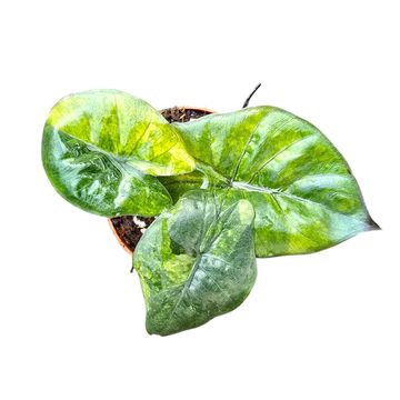 Alocasia 'Yucatan Princess Aurea'
