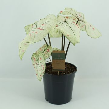 Caladium 'Strawberry Star'