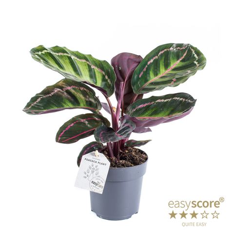 Calathea illustris