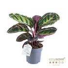 Calathea illustris