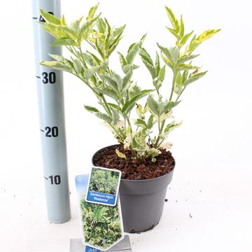 Sambucus nigra 'Madonna'