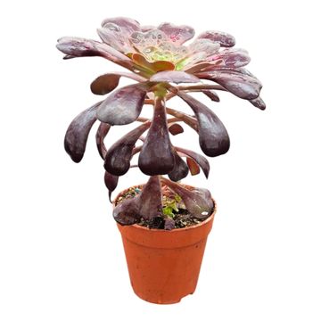 Aeonium arboreum 'Zwartkop'