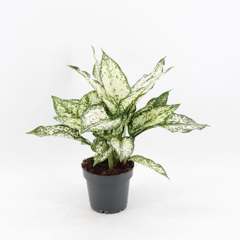 Aglaonema 'Snow White'