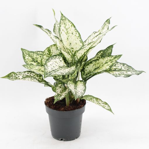 Aglaonema 'Snow White'