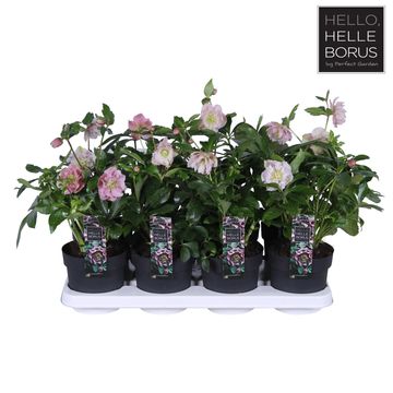 Helleborus orientalis 'Double Ellen Spotted Pink'