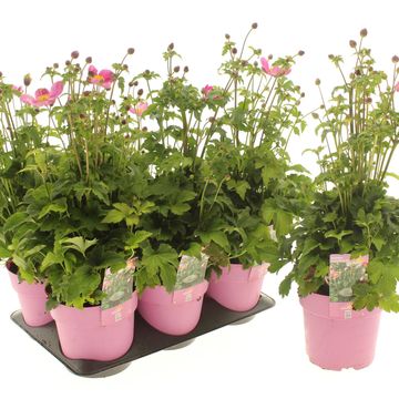 Anemone hupehensis EMMY DEEP ROSE