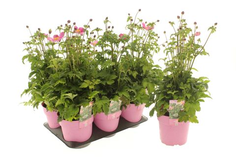 Anemone hupehensis EMMY DEEP ROSE
