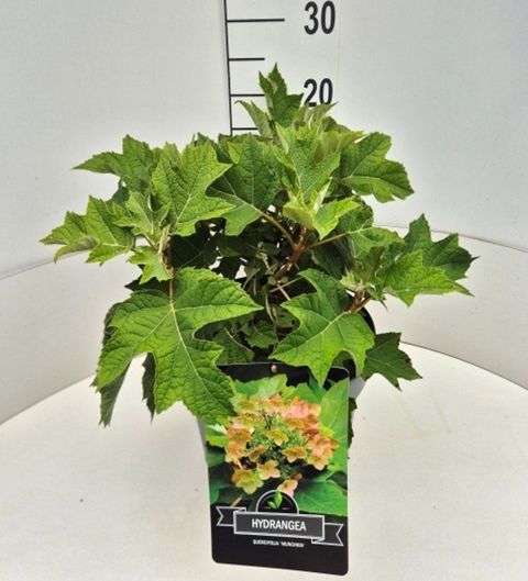 Hydrangea quercifolia 'Munchkin'