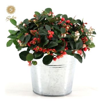 Gaultheria procumbens BIG BERRY