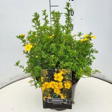 Potentilla fruticosa 'Goldfinger'