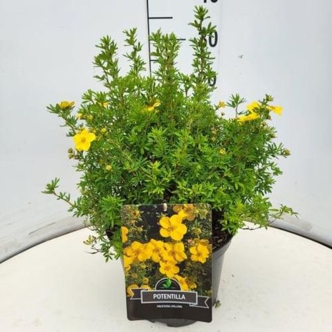 Potentilla fruticosa 'Goldfinger'