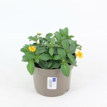 Sanvitalia PICADOR YELLOW