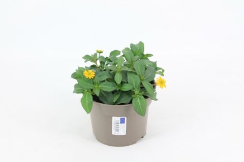 Sanvitalia PICADOR YELLOW