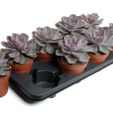 Echeveria 'Perle von Nürnberg'