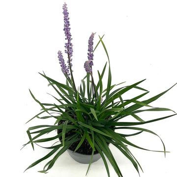 Liriope muscari 'Lilac Wonder'