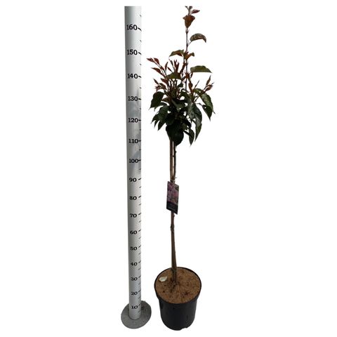 Prunus serrulata 'Kanzan' — Plant Wholesale FlorAccess