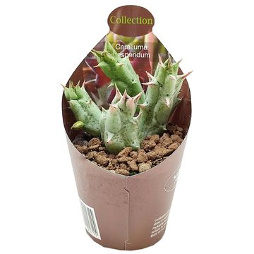 Caralluma hesperidum