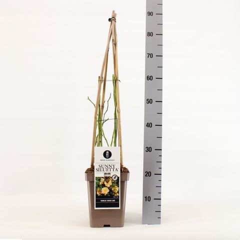 Rosa SUNNY SILUETTA